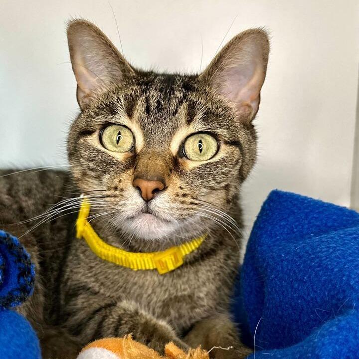 Cleo, Adoptable, Adult Female Domestic Short Hair.