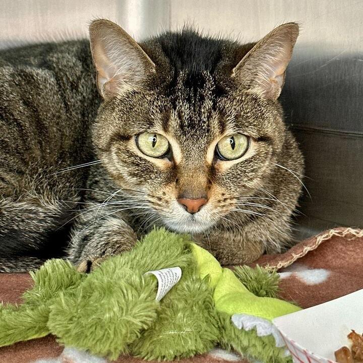 Enlarge Cleo, a Adoptable mixed breed in Matteson, IL image 2/4