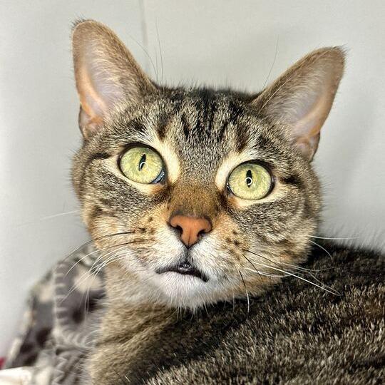 Enlarge Cleo, a Adoptable mixed breed in Matteson, IL image 3/4