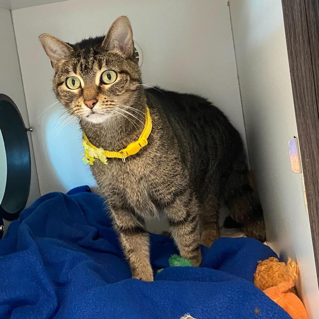 Enlarge Cleo, a Adoptable mixed breed in Matteson, IL image 4/4