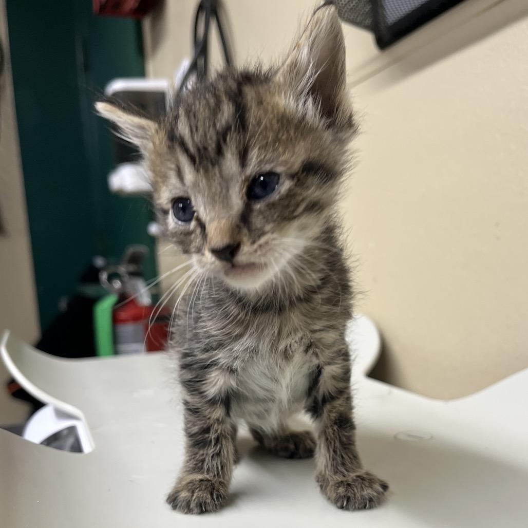 Pepper, Adoptable, Kitten Male Domestic Short Hair.