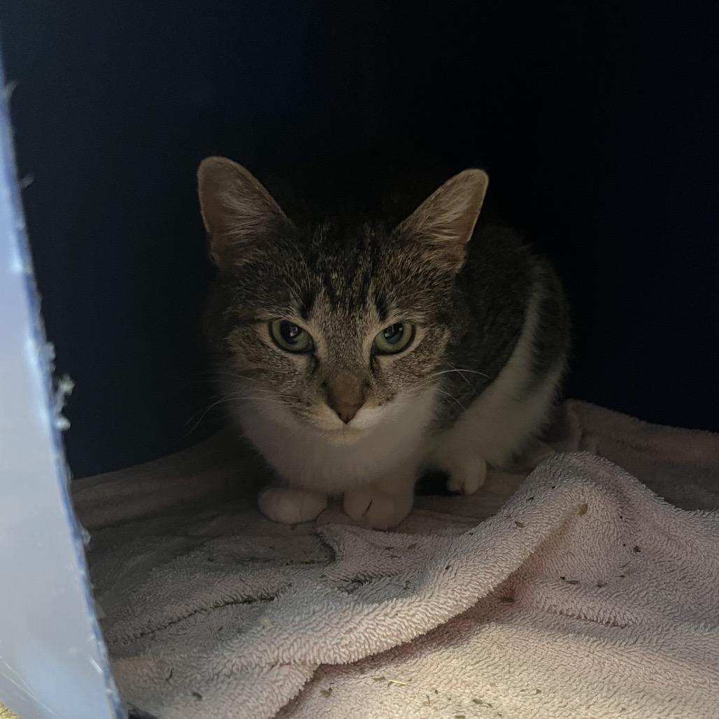 Enlarge Abigail, a Adoptable Domestic Short Hair in Bristol, IN image 1/5