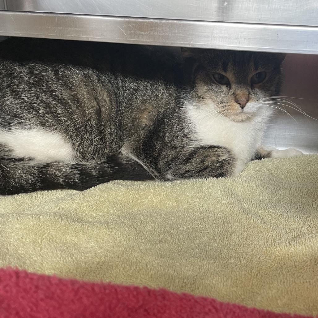 Enlarge Abigail, a Adoptable Domestic Short Hair in Bristol, IN image 1/1