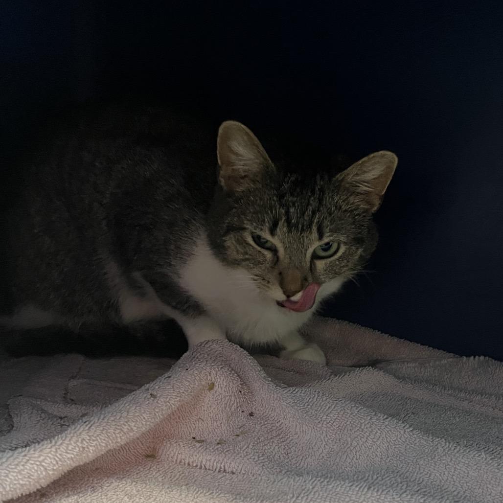 Enlarge Abigail, a Adoptable Domestic Short Hair in Bristol, IN image 3/5