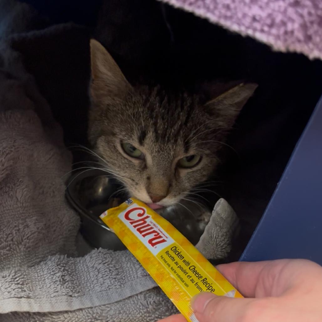 Enlarge Abigail, a Adoptable Domestic Short Hair in Bristol, IN image 4/5