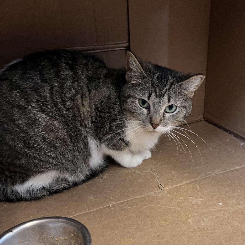 Enlarge Abigail, a Adoptable Domestic Short Hair in Bristol, IN image 5/5