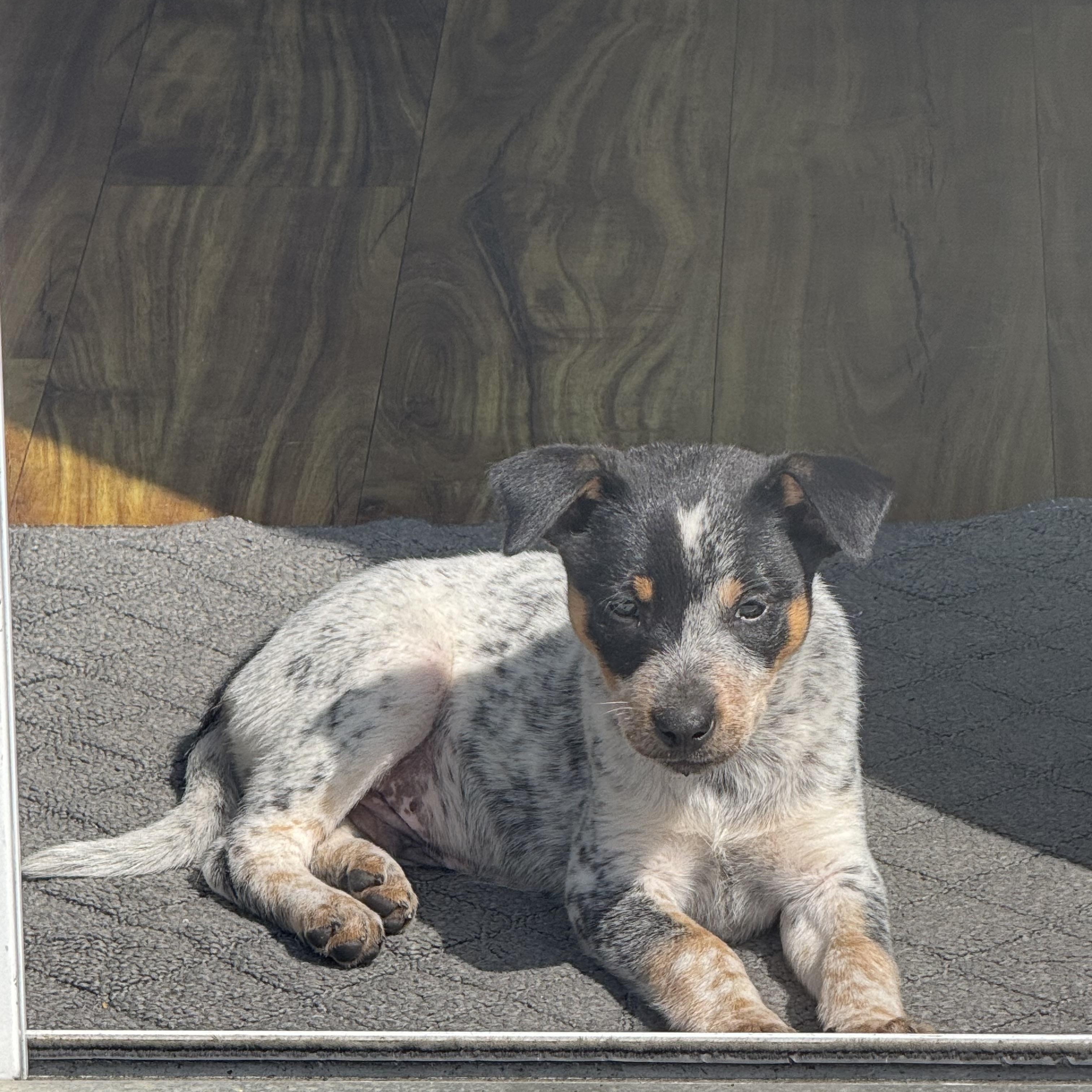 Charlie Brown, Adopted, Puppy Female Cattle Dog.