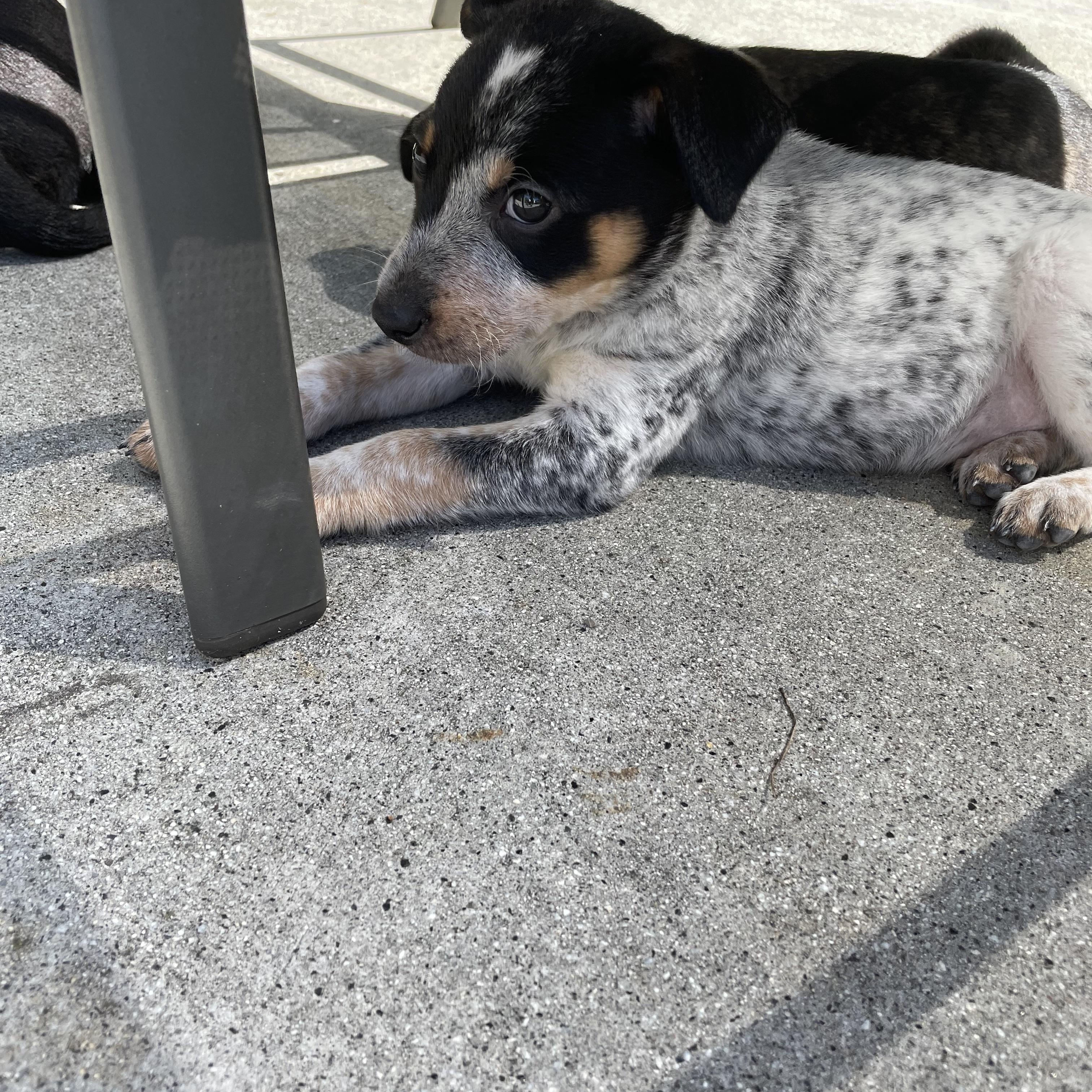 Enlarge Charlie Brown, a Adopted mixed breed in South San Francisco, CA image 2/4