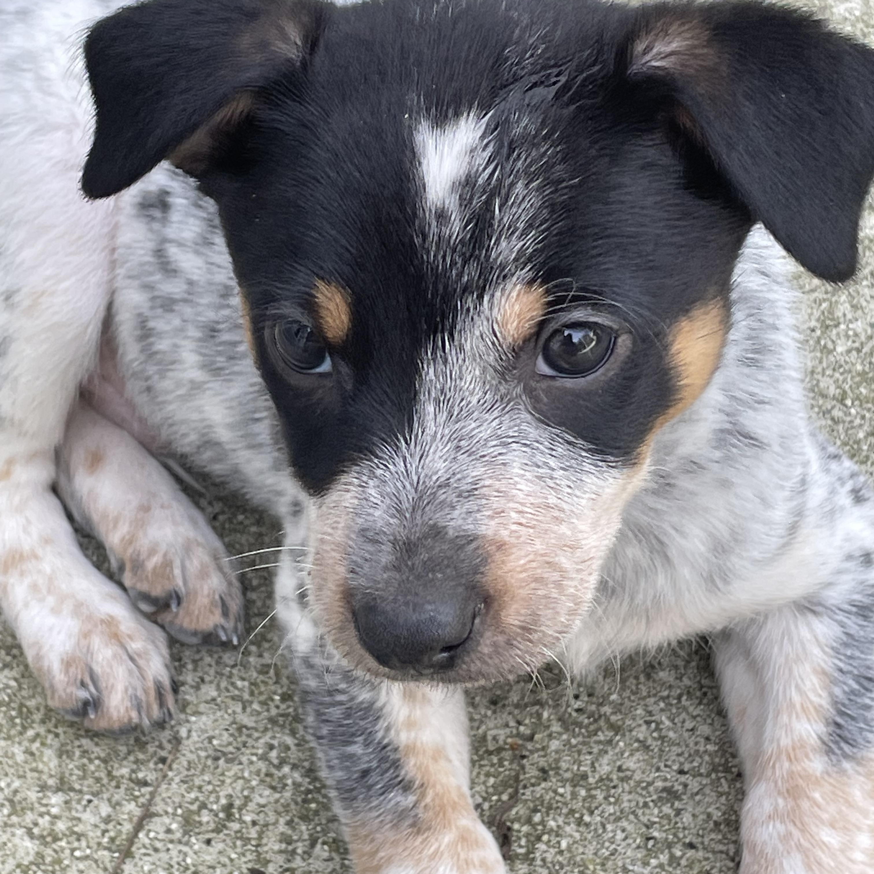 Enlarge Charlie Brown, a Adopted mixed breed in South San Francisco, CA image 3/4