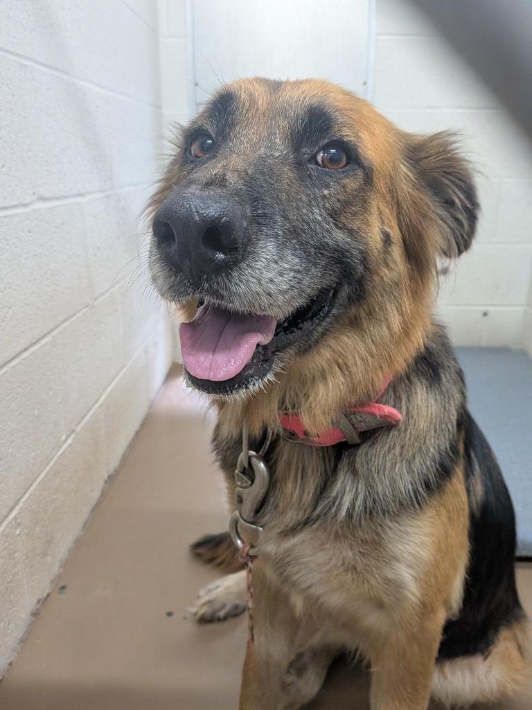 Tokyo, Adoptable, Young Female Shepherd.