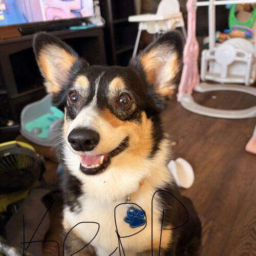 Kepp, Adoptable, Young Female Corgi.