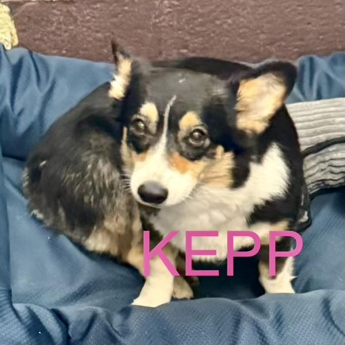 Enlarge Kepp, a Adoptable Corgi in Broken Arrow, OK image 2/3