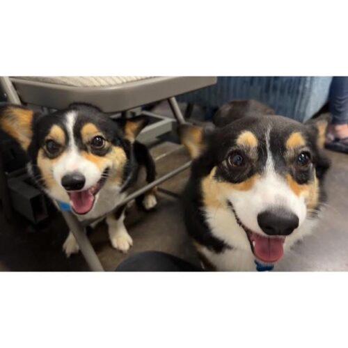 Enlarge Kepp, a Adoptable Corgi in Broken Arrow, OK image 3/3