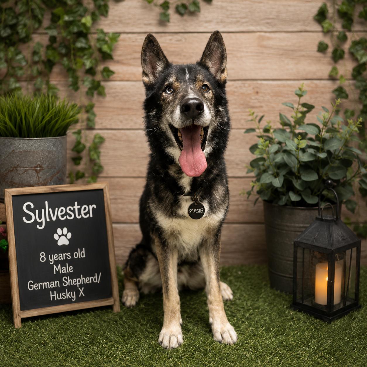 Enlarge Sylvester, a Adoptable mixed breed in Caledon, ON image 1/4