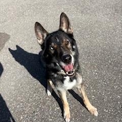 Enlarge Sylvester, a Adoptable mixed breed in Caledon, ON image 4/4