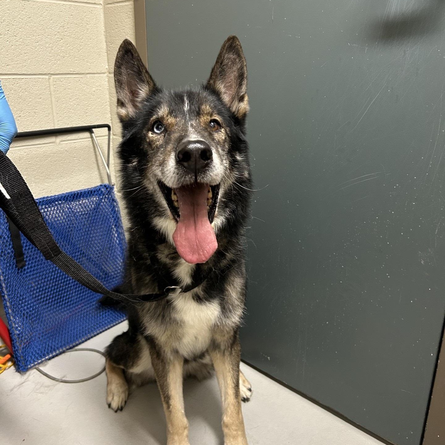Enlarge Sylvester, a Adoptable mixed breed in Caledon, ON image 2/4