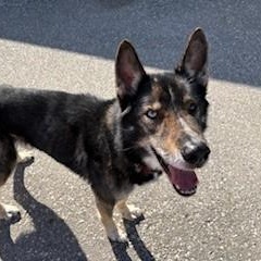 Enlarge Sylvester, a Adoptable mixed breed in Caledon, ON image 3/4