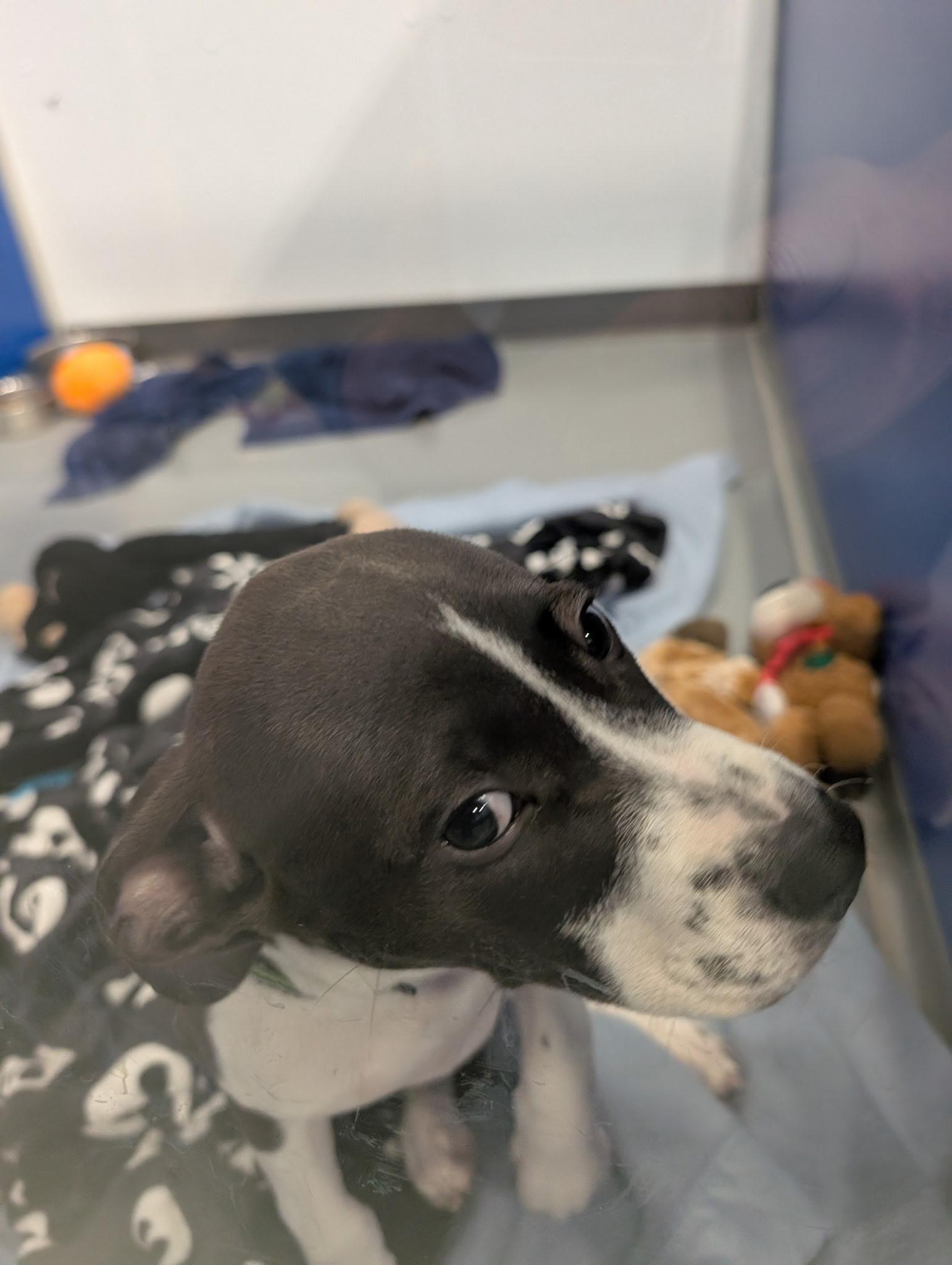 Enlarge Moore, a ADOPTABLE mixed breed in Kalamazoo, MI image 2/2