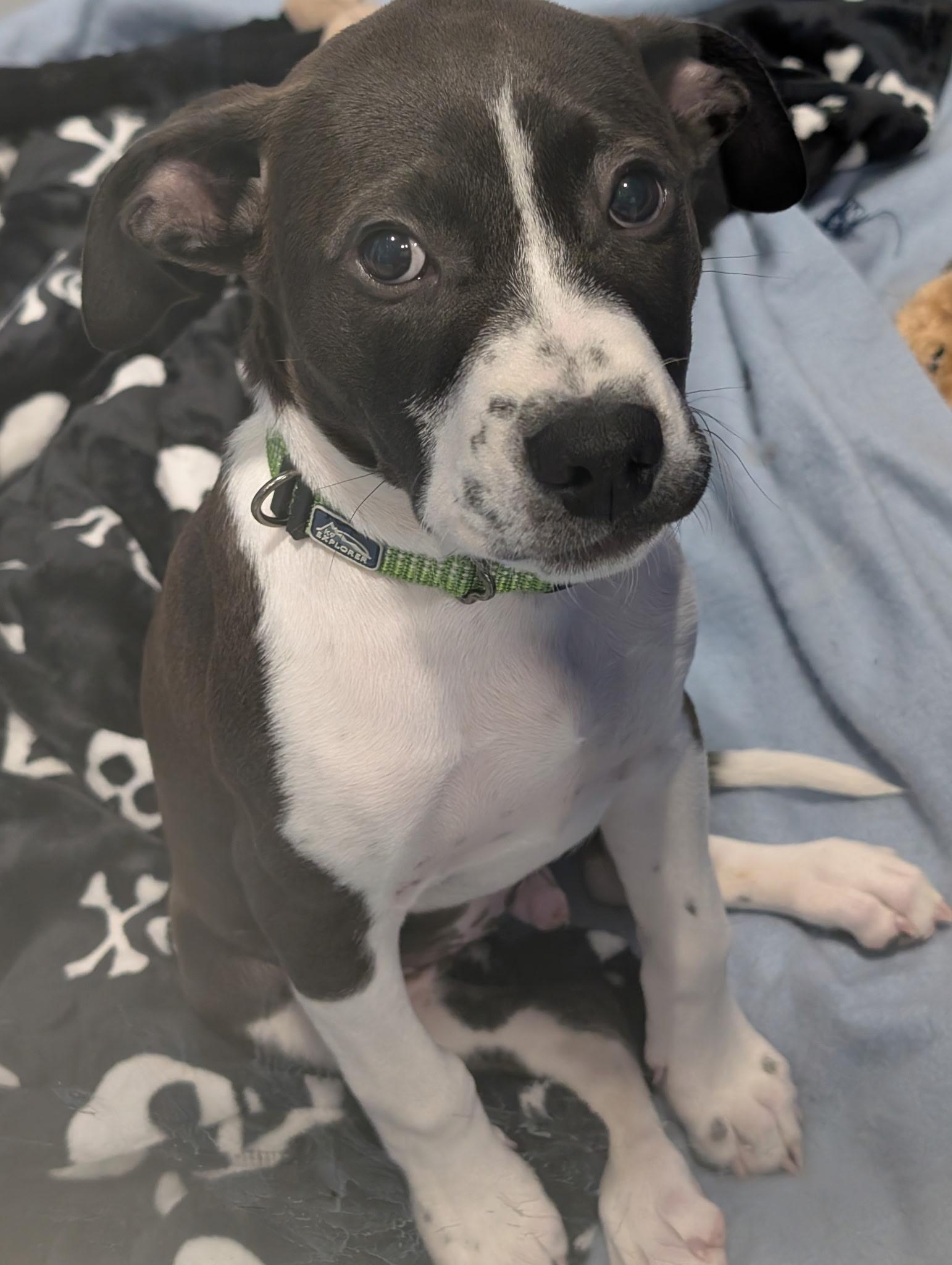 Moore, ADOPTABLE, Puppy Male American Bulldog.