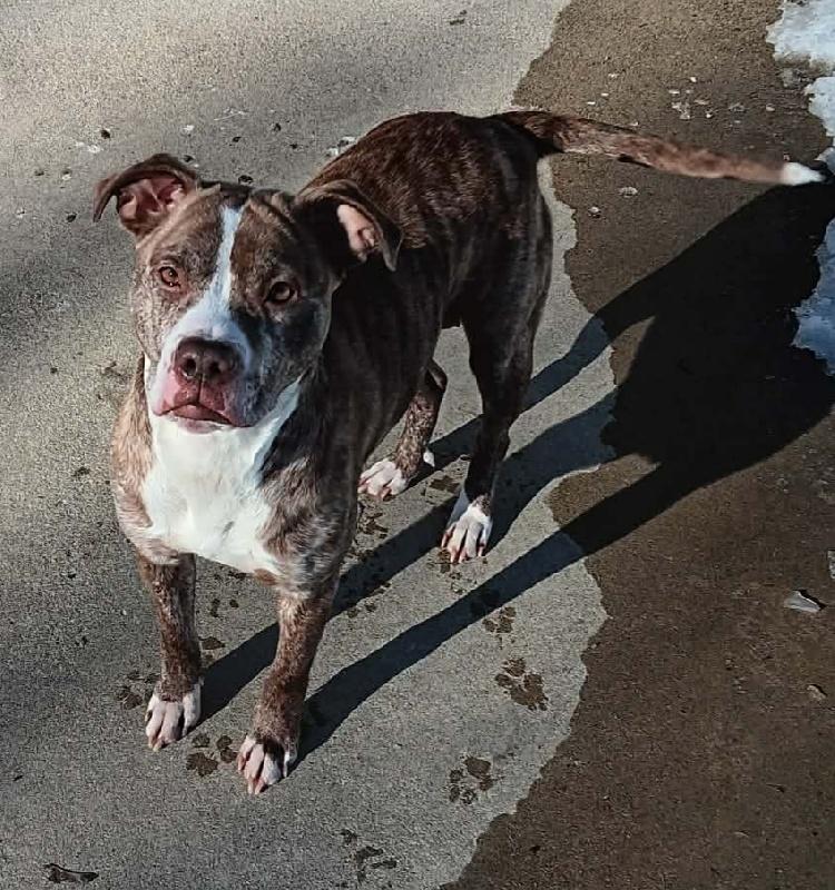 ALICE, Adoptable, Young Female Boxer.