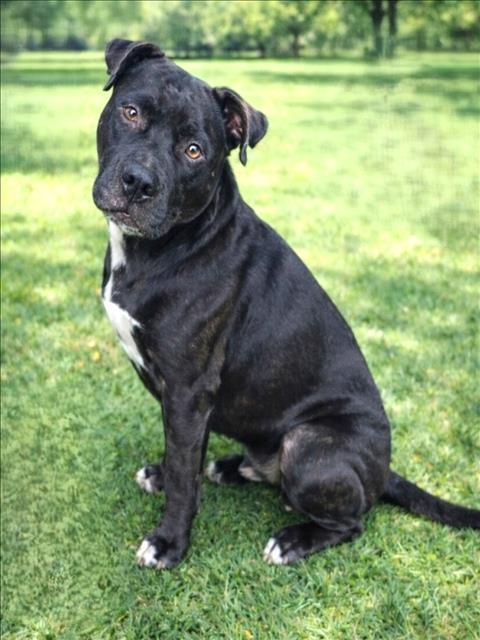 GRIMACE, Adoptable, Adult Male Pit Bull Terrier.