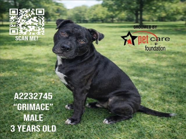 GRIMACE, Adoptable, Adult Male Pit Bull Terrier.