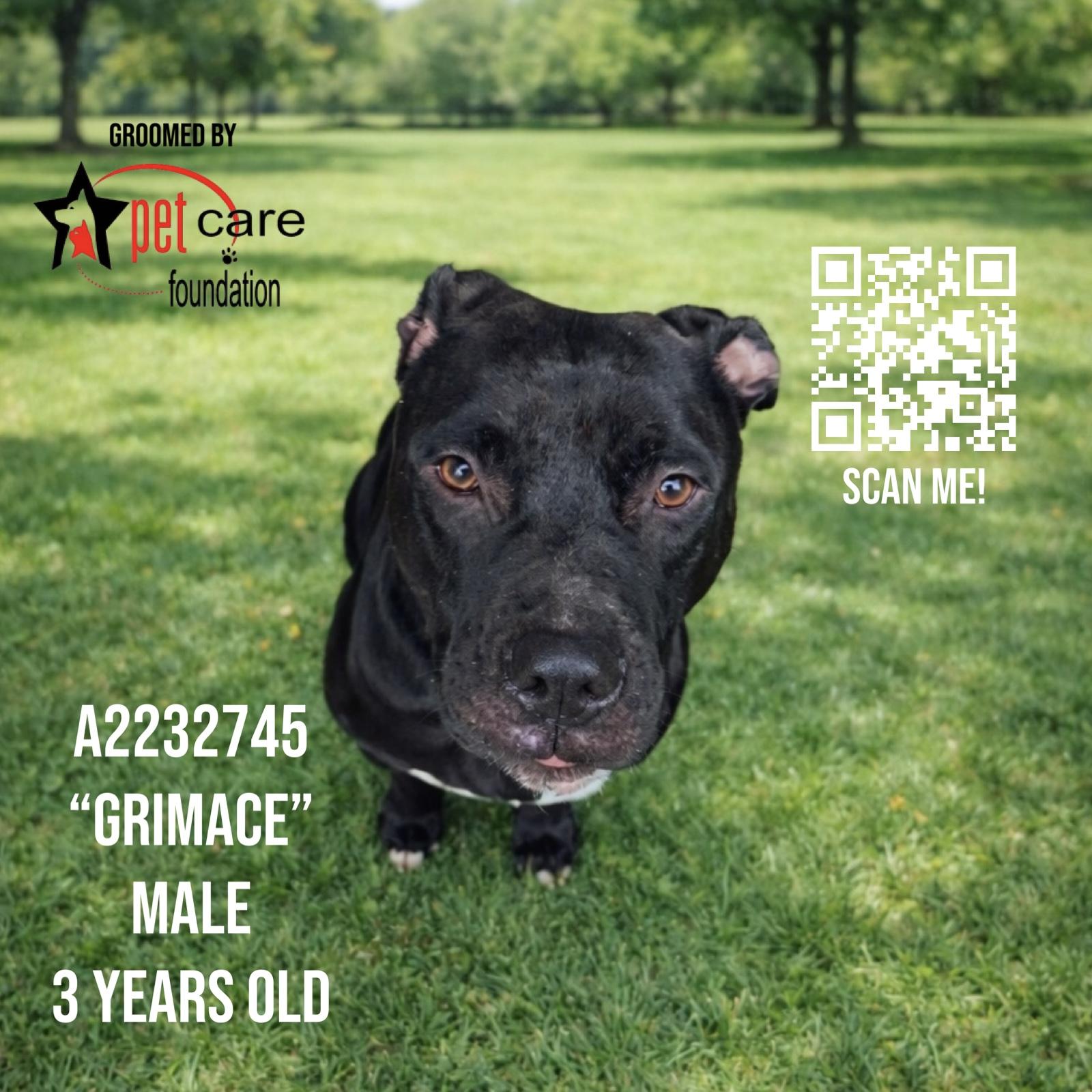 Enlarge GRIMACE, a Adoptable Pit Bull Terrier in Los Angeles, CA image 1/1