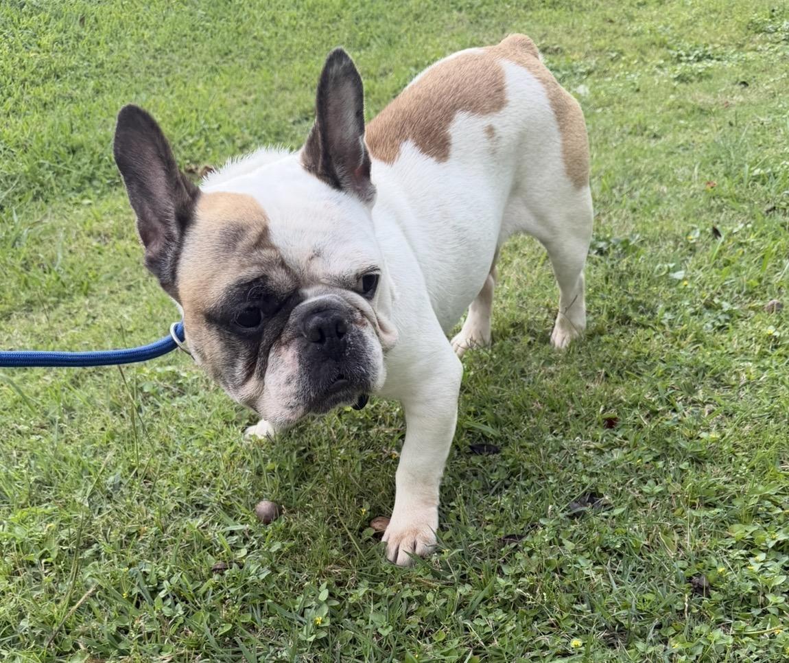 Enlarge Sunny - Local April 24-26, an adopted French Bulldog in Westerly, RI image 2/4