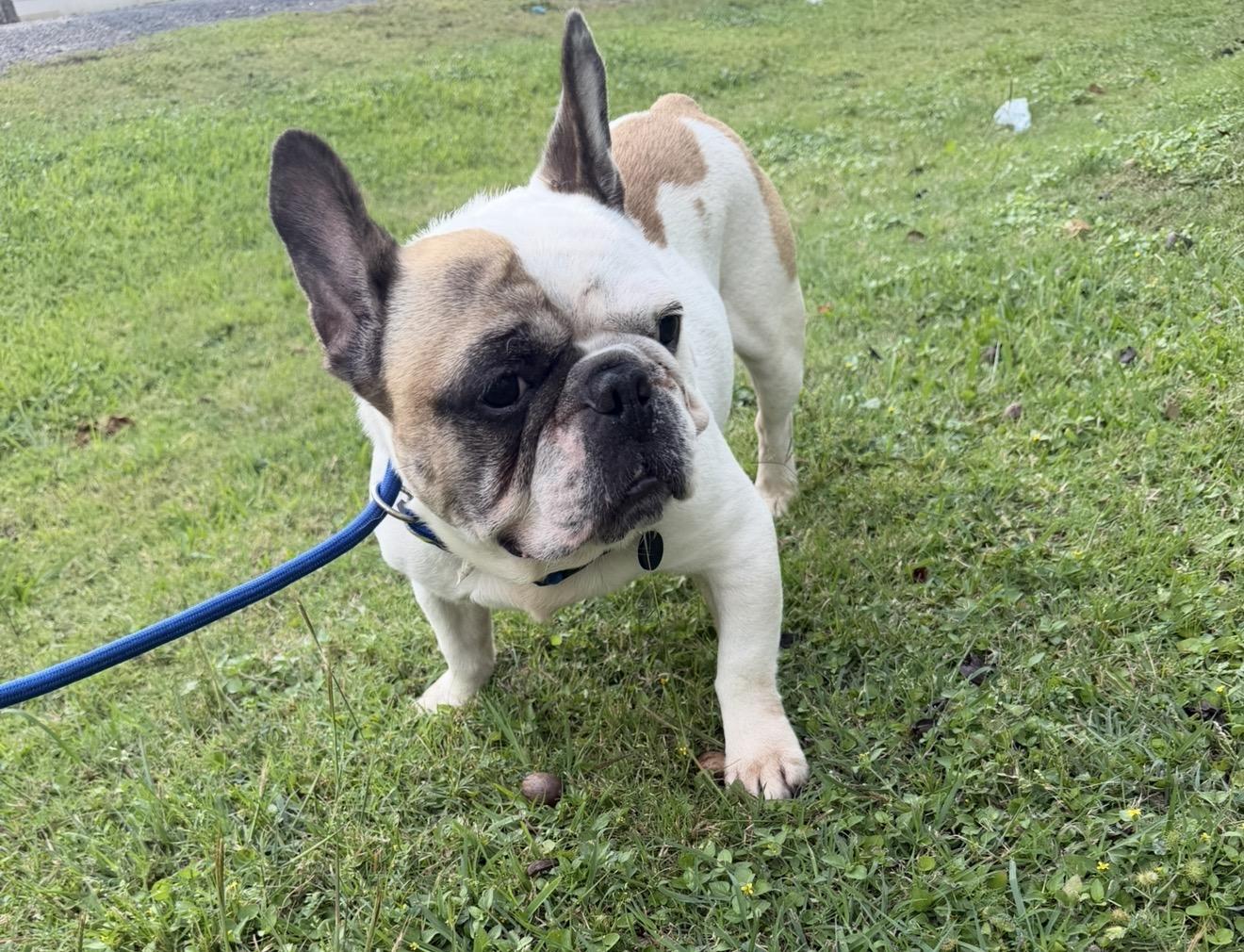 Enlarge Sunny - Local April 24-26, an adopted French Bulldog in Westerly, RI image 3/4