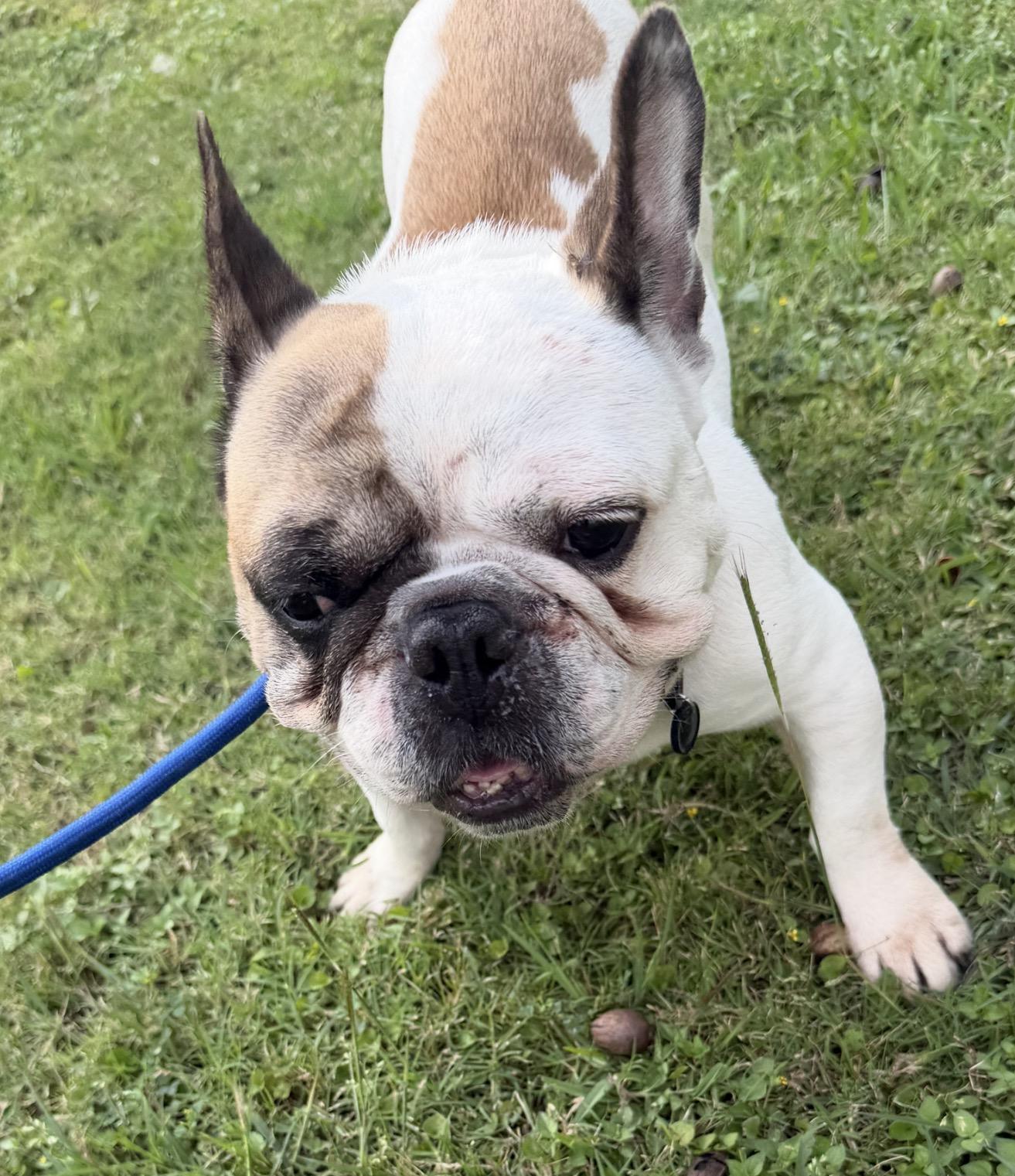 Enlarge Sunny - Local April 24-26, an adopted French Bulldog in Westerly, RI image 4/4