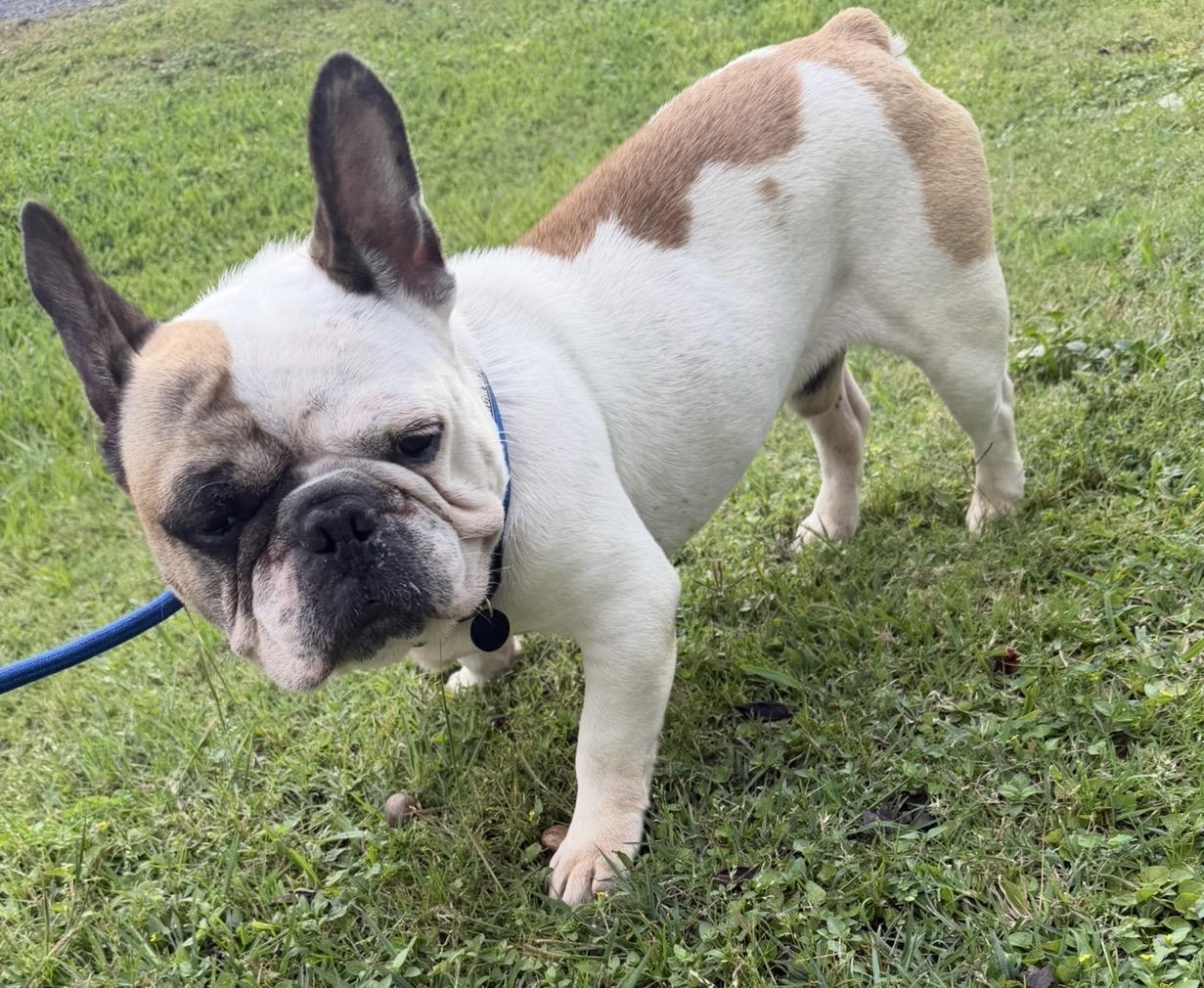 Sunny - Local April 24-26, adopted, Adult Male French Bulldog.