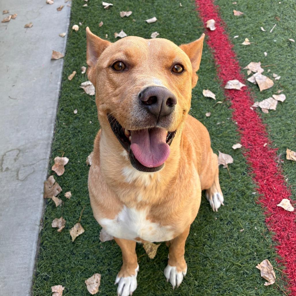 Frito, Adoptable, Adult Male Mixed Breed.