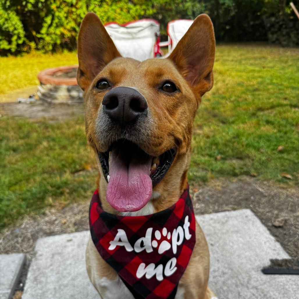 Enlarge Frito, a Adoptable Mixed Breed in Manhattan, KS image 2/6