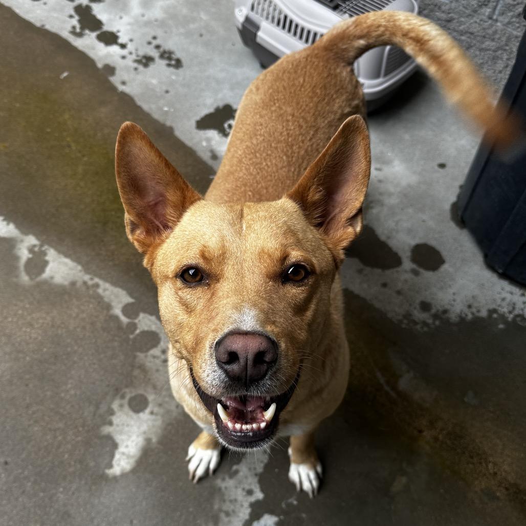 Frito, a Adoptable Mixed Breed in Manhattan, KS image 1/3