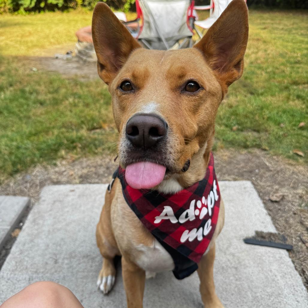 Enlarge Frito, a Adoptable Mixed Breed in Manhattan, KS image 4/6
