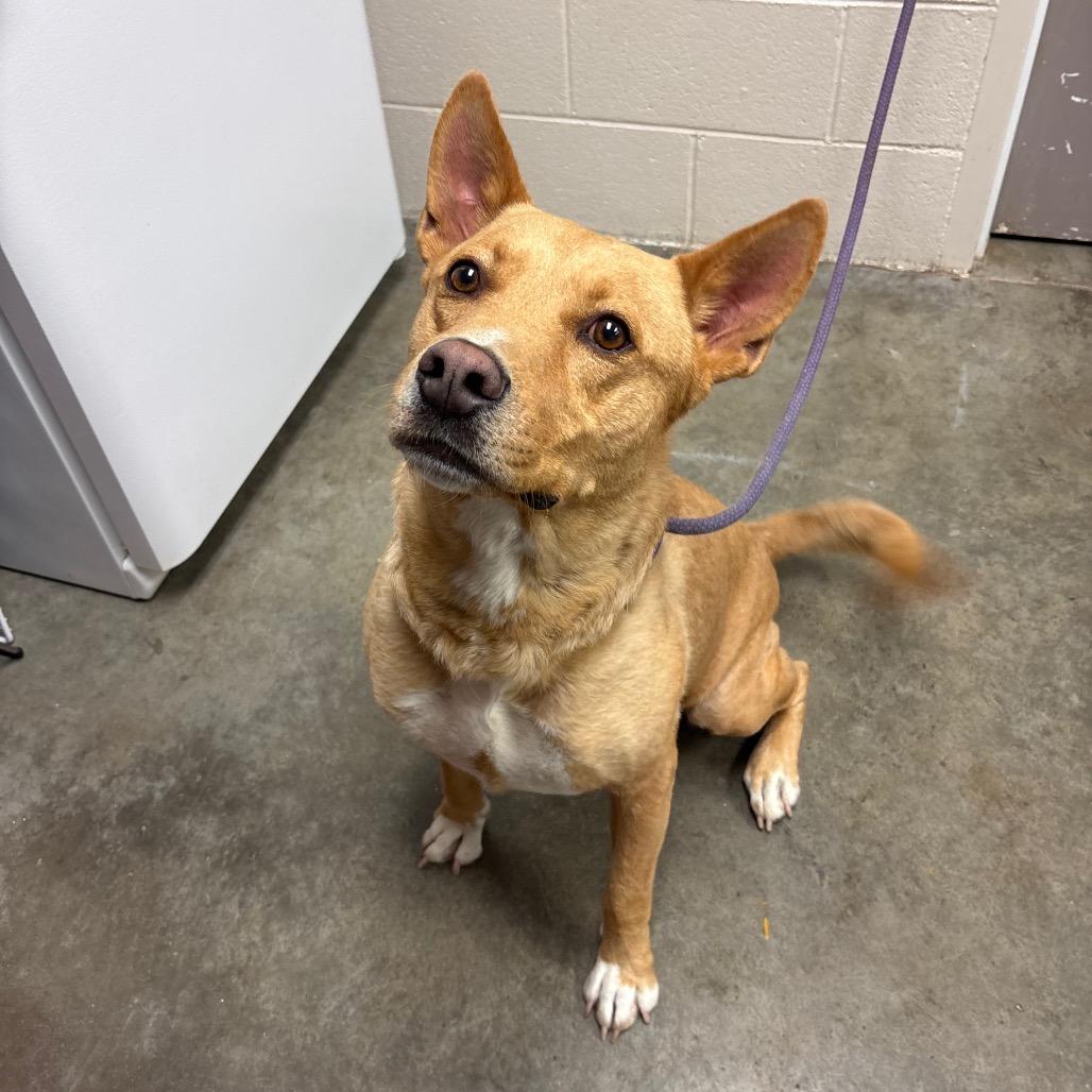 Frito, a Adoptable Mixed Breed in Manhattan, KS image 2/3