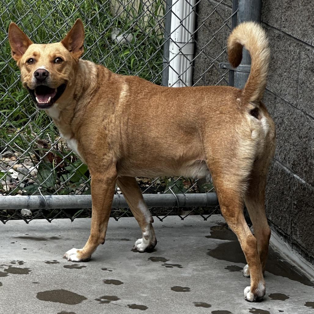Frito, a Adoptable Mixed Breed in Manhattan, KS image 3/3