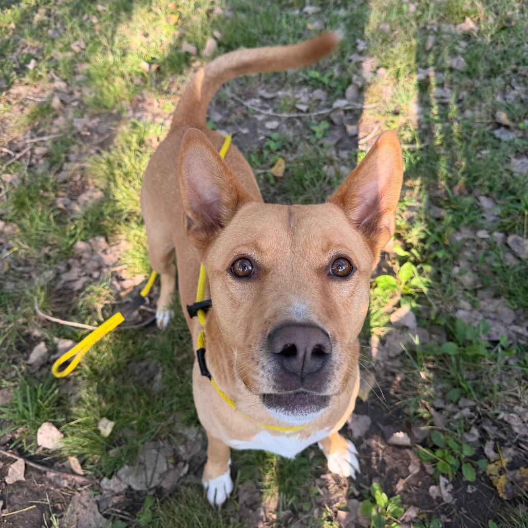 Enlarge Frito, a Adoptable Mixed Breed in Manhattan, KS image 6/6