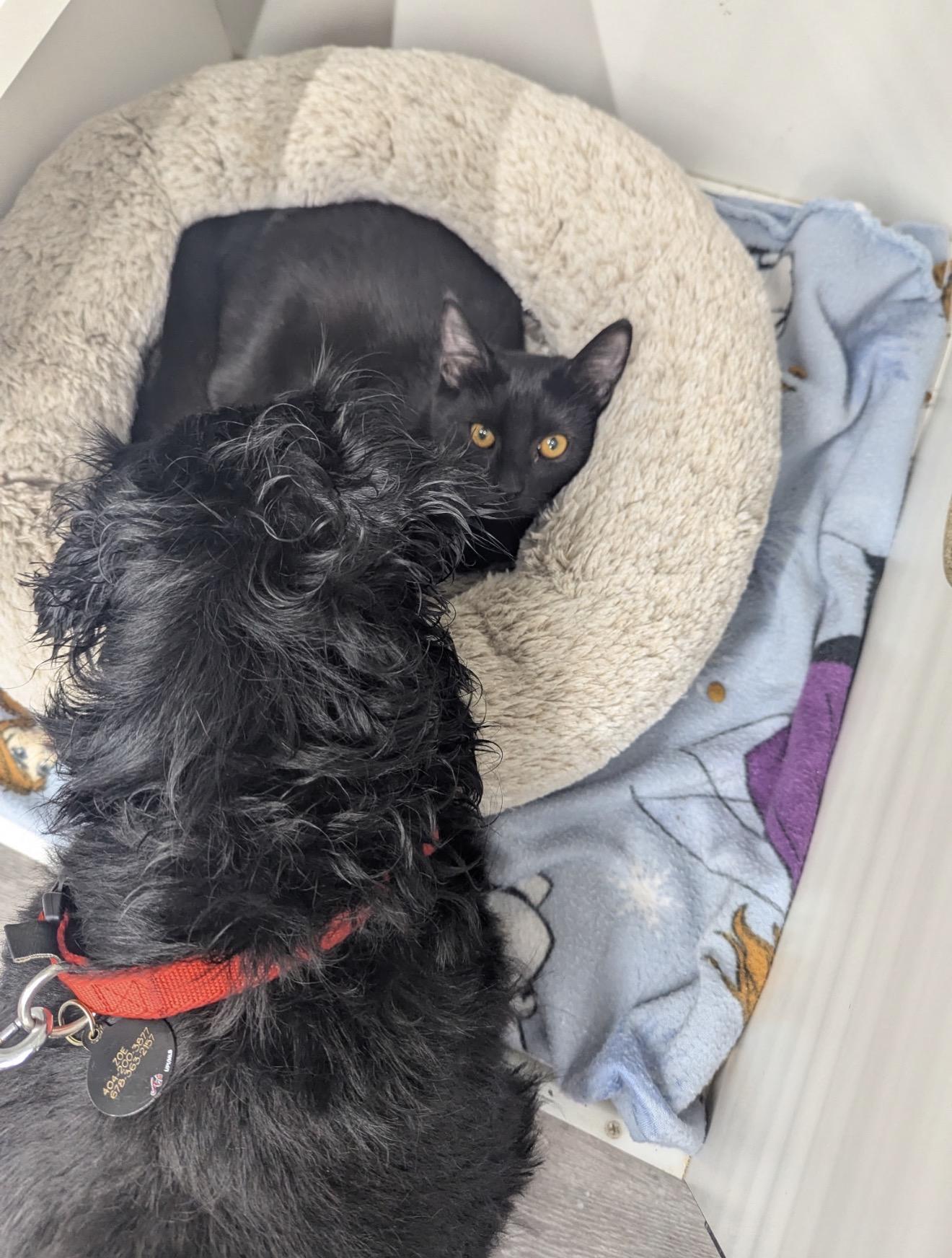 Enlarge Ellie Belly, a Adopted Domestic Short Hair in Lawrenceville, GA image 3/3
