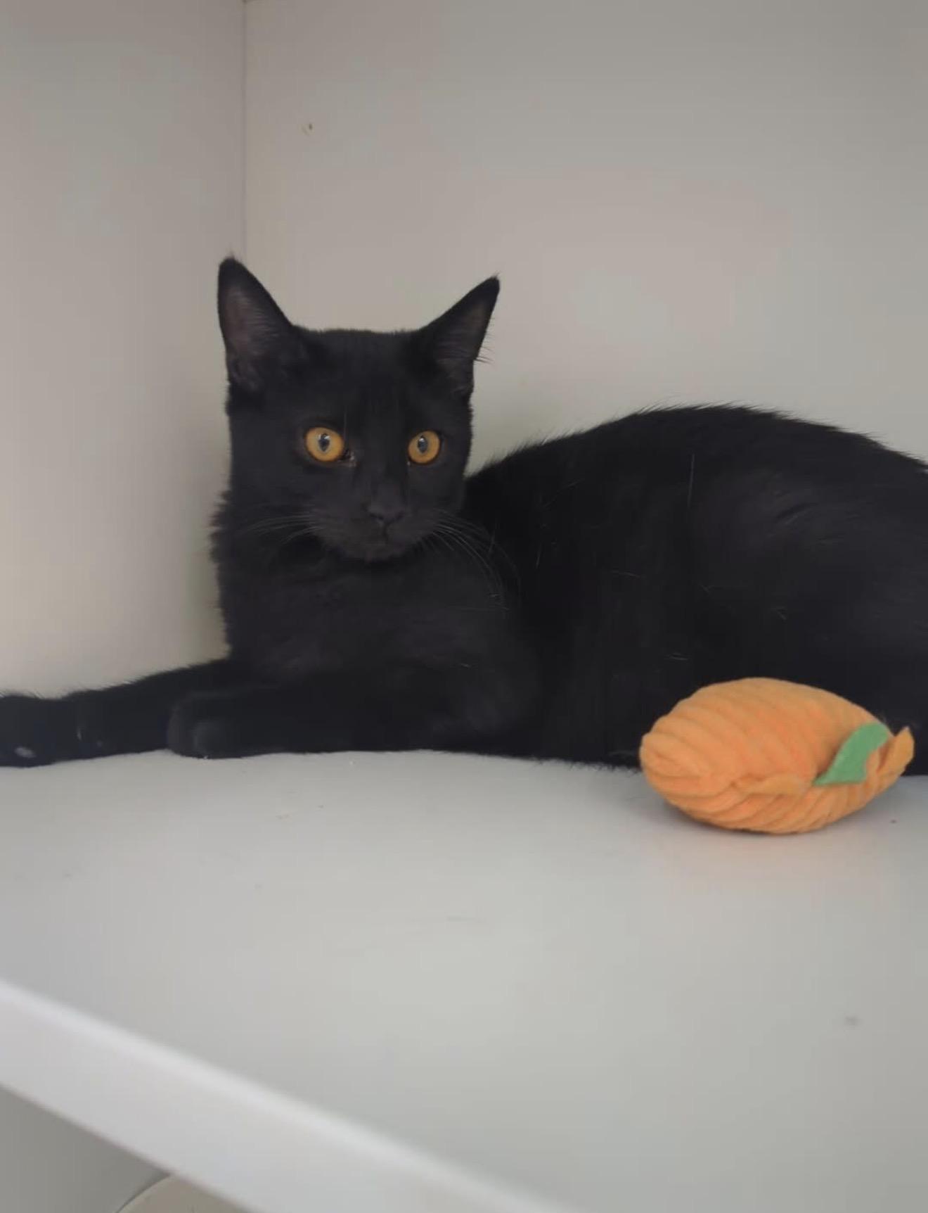 Enlarge Ellie Belly, a Adopted Domestic Short Hair in Lawrenceville, GA image 1/3