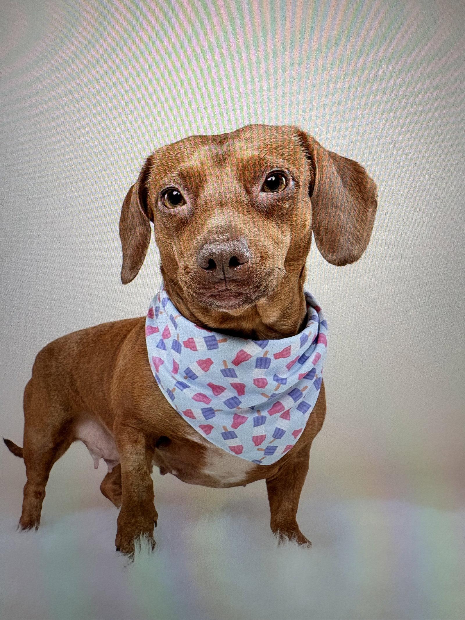 Lili, Adopted, Young Female Dachshund.
