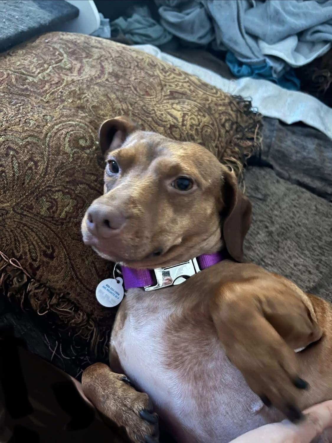 Enlarge Lili, a Adopted Dachshund in West Columbia, SC image 2/3