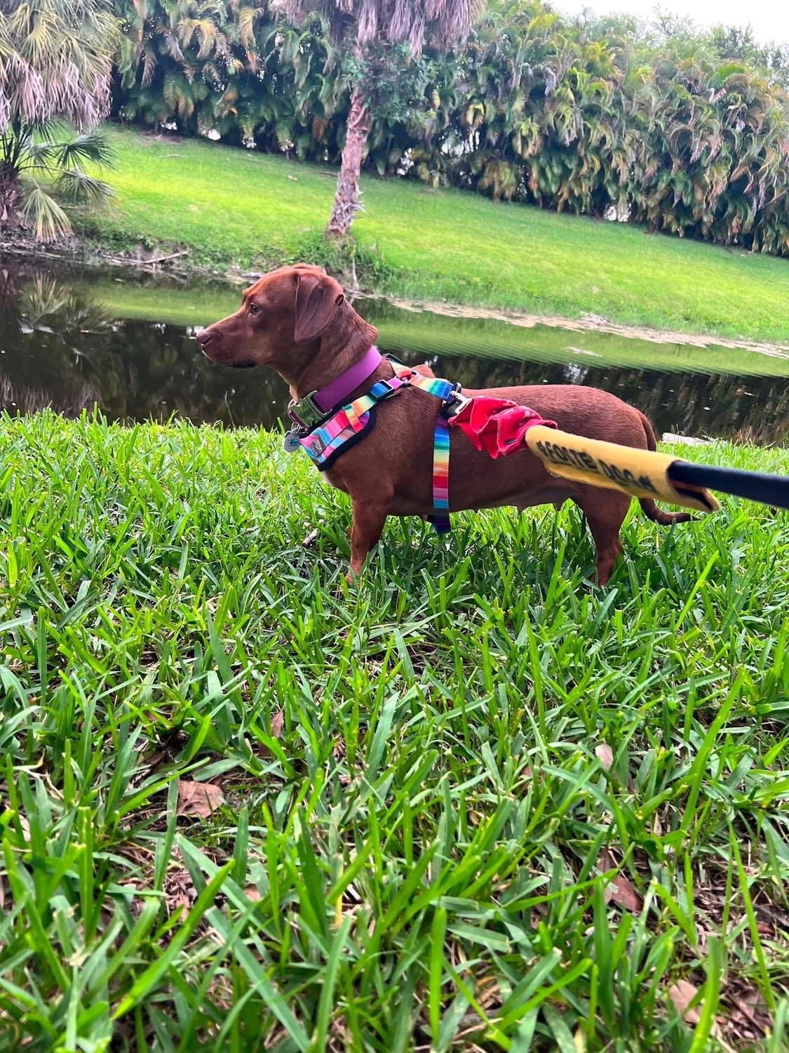 Enlarge Lili, a Adopted Dachshund in West Columbia, SC image 3/3