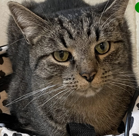 Grayson, Adopted, Adult Male Tabby.