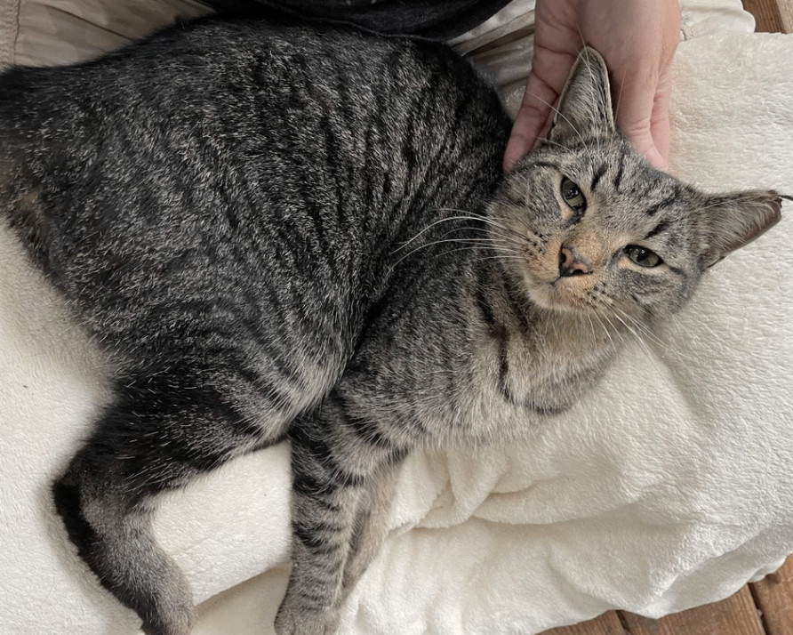 Enlarge Grayson, a Adopted Tabby in Anderson , SC image 2/4