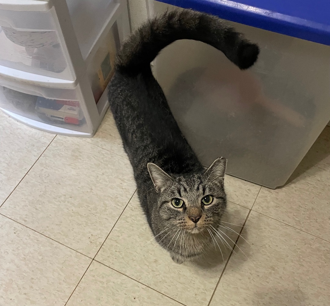 Enlarge Grayson, a Adopted Tabby in Anderson , SC image 3/4