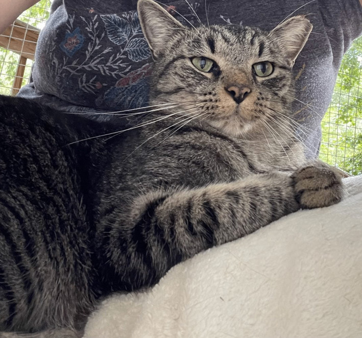 Enlarge Grayson, a Adopted Tabby in Anderson , SC image 4/4