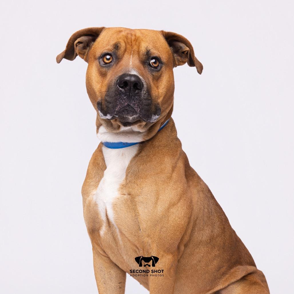 Joe, a Adoptable mixed breed in Tampa, FL image 1/5