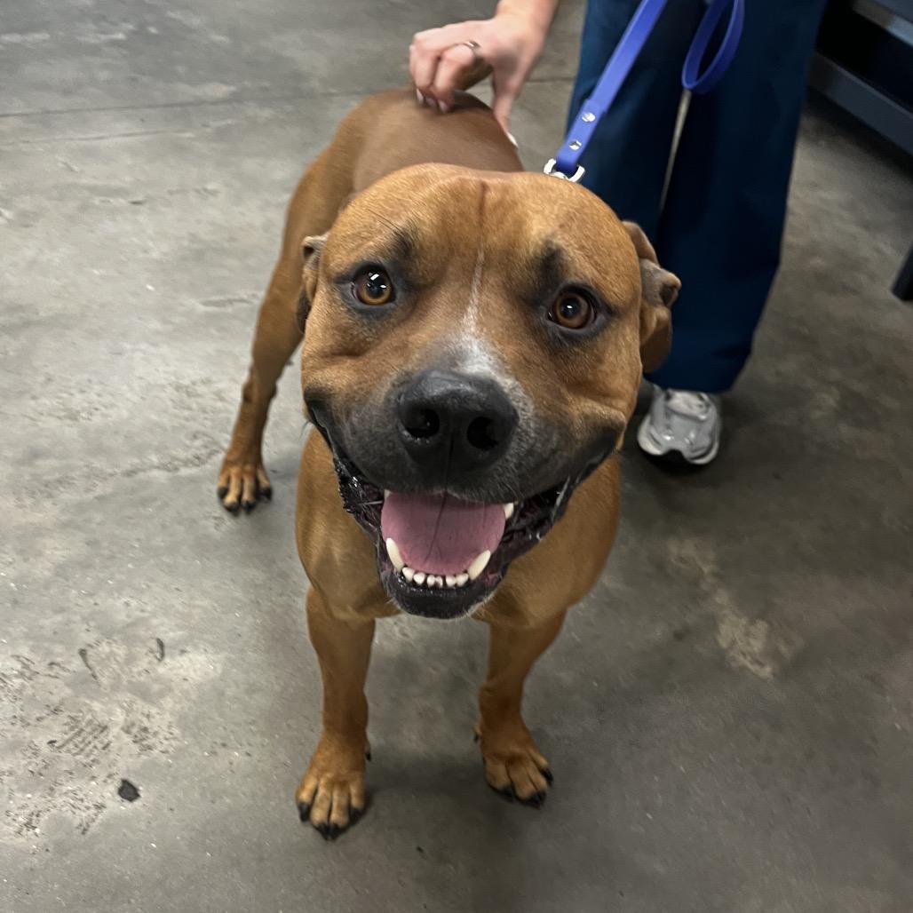 Joe, a Adoptable mixed breed in Tampa, FL image 3/5