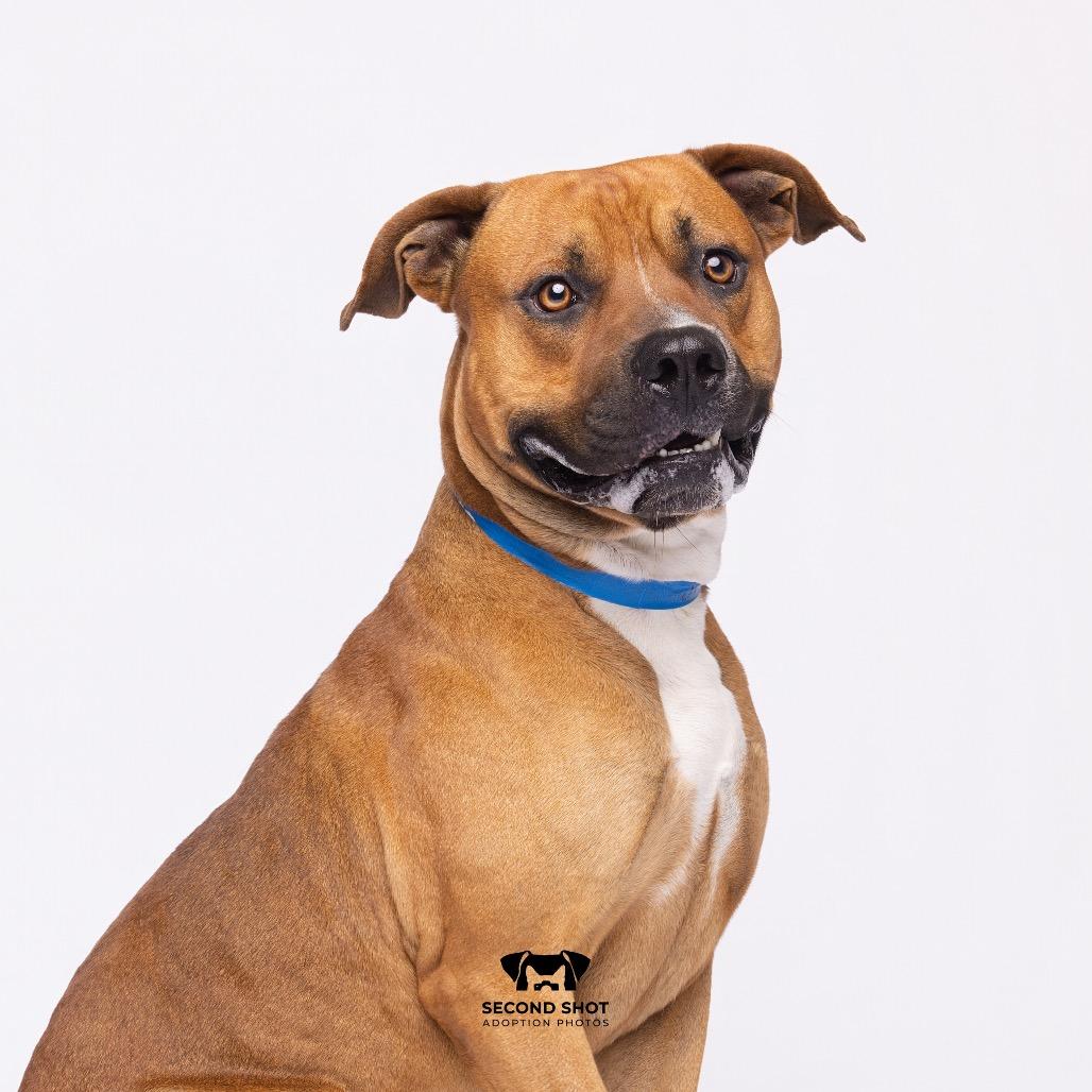 Joe, a Adoptable mixed breed in Tampa, FL image 4/5
